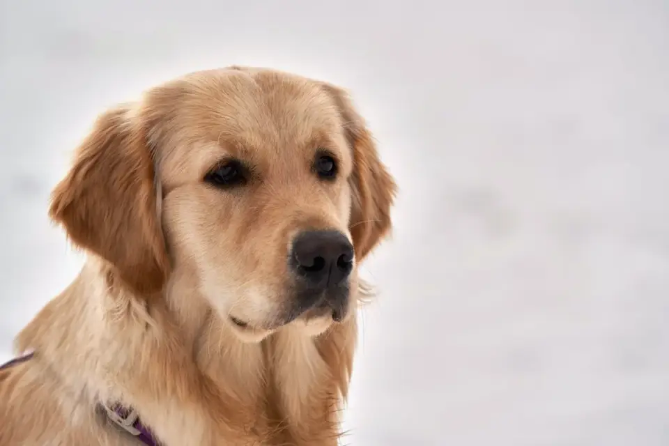 Golden retriever portrait