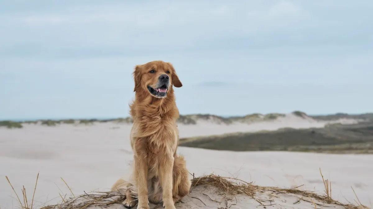 Golden retriever portrait