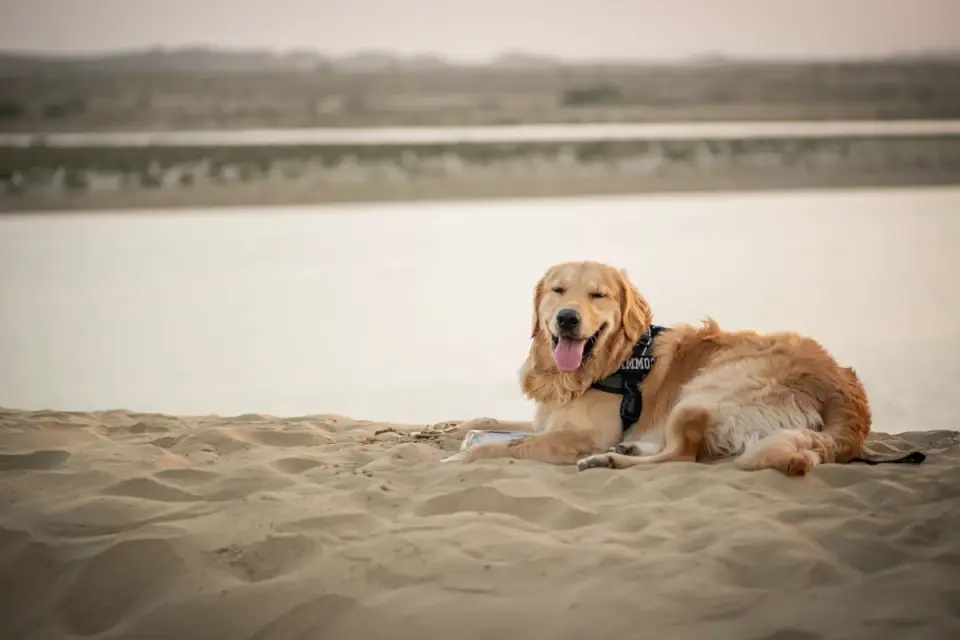 Golden retriever portrait