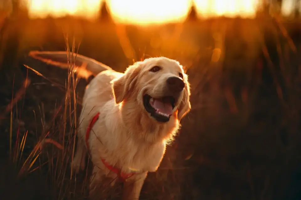 Golden retriever portrait