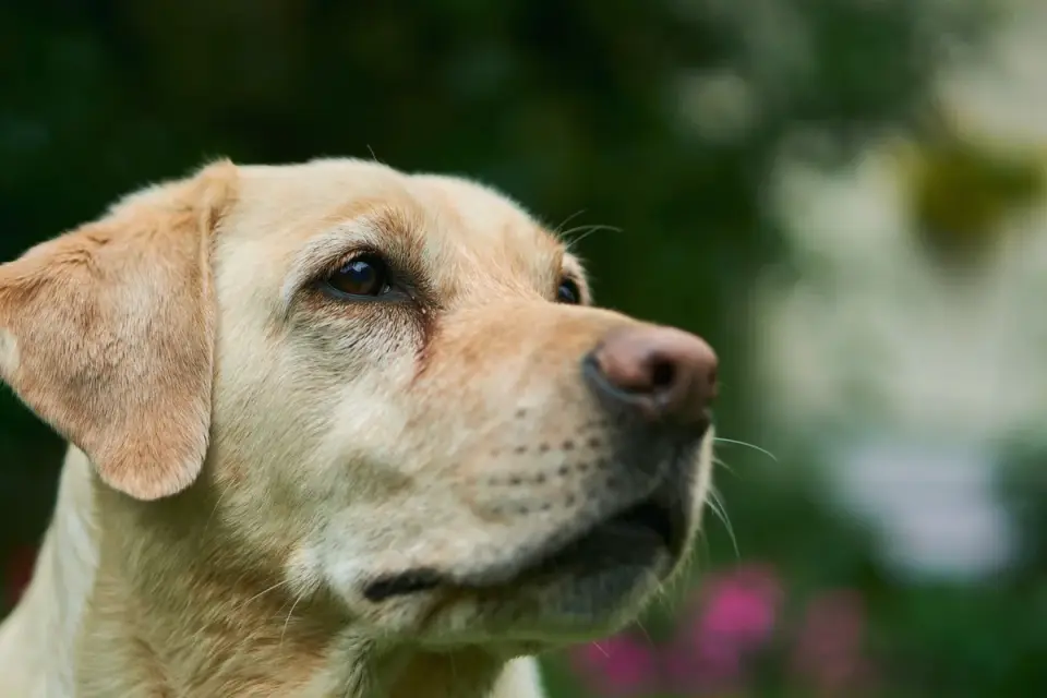 Golden retriever portrait