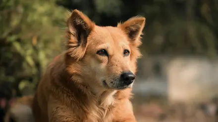Golden retriever portrait