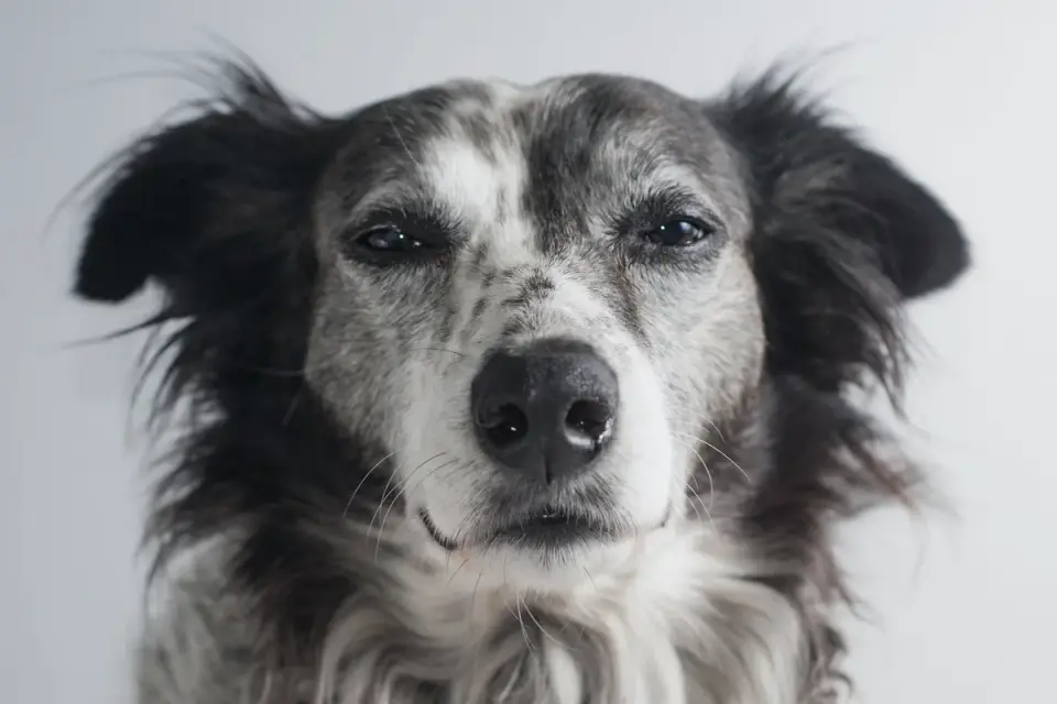 Grey muzzle senior dog portrait