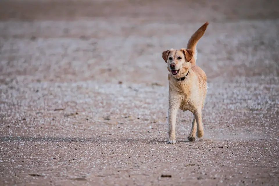 Labrador retriever outdoors