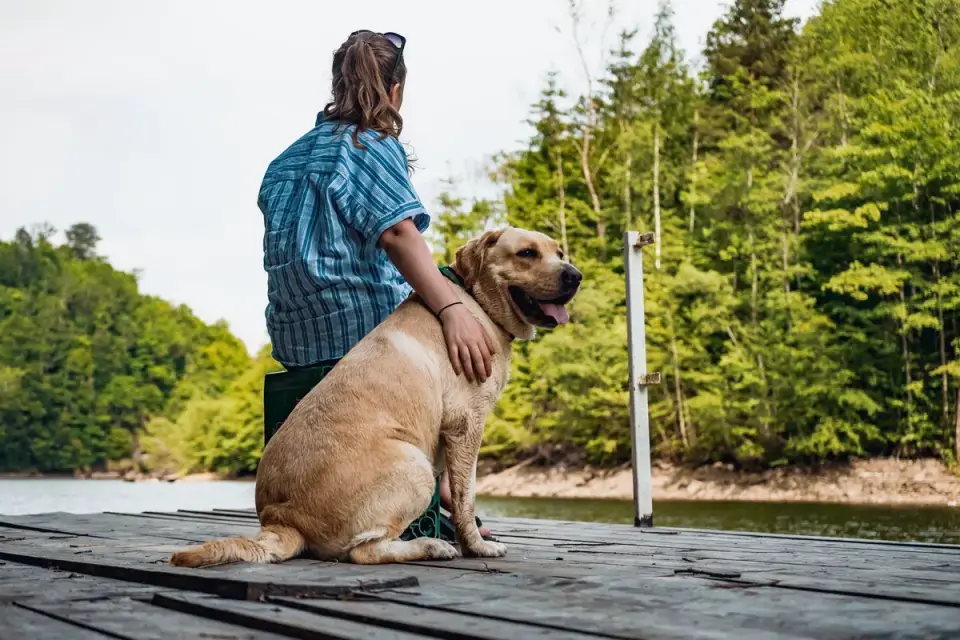 Labrador retriever outdoors