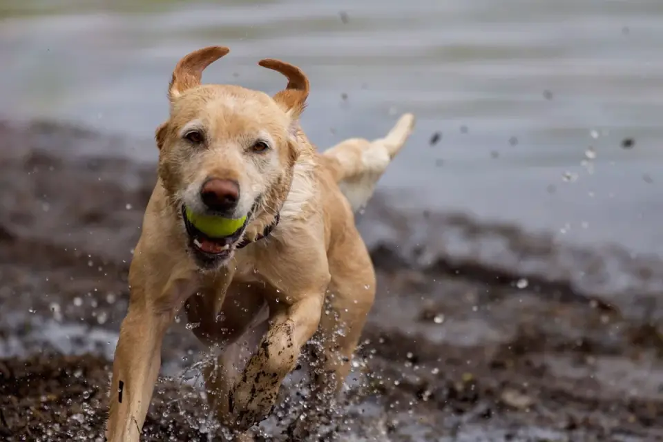 Labrador retriever outdoors