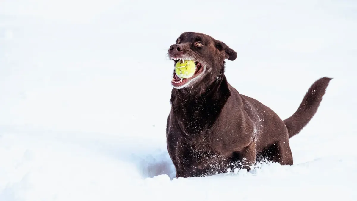 Labrador retriever outdoors