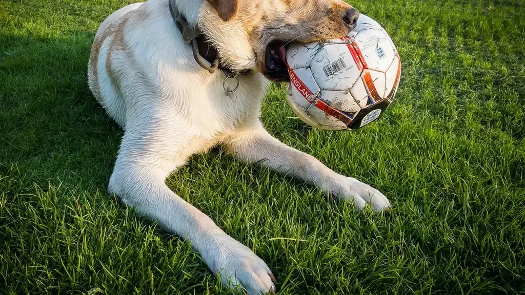 Labrador retriever outdoors
