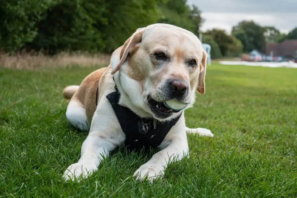 Labrador retriever outdoors