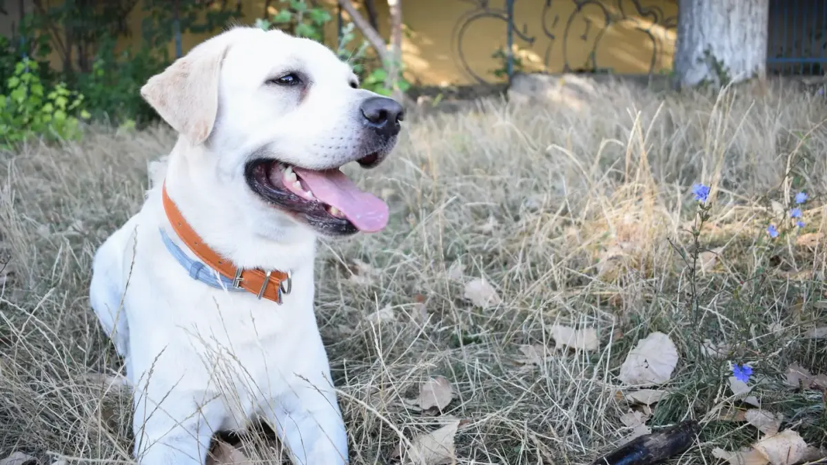 Labrador retriever outdoors