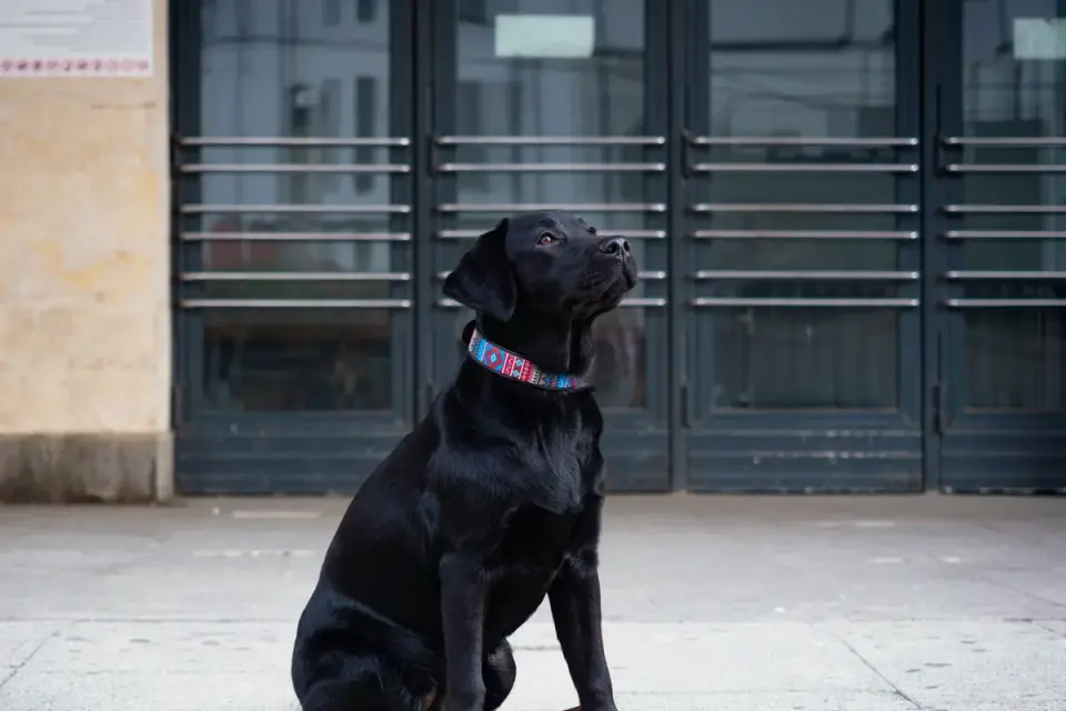 Labrador retriever outdoors