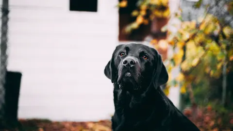 Labrador retriever outdoors