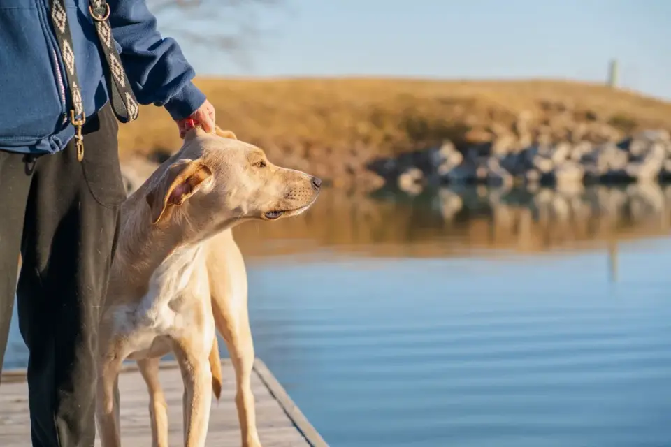 Labrador retriever outdoors