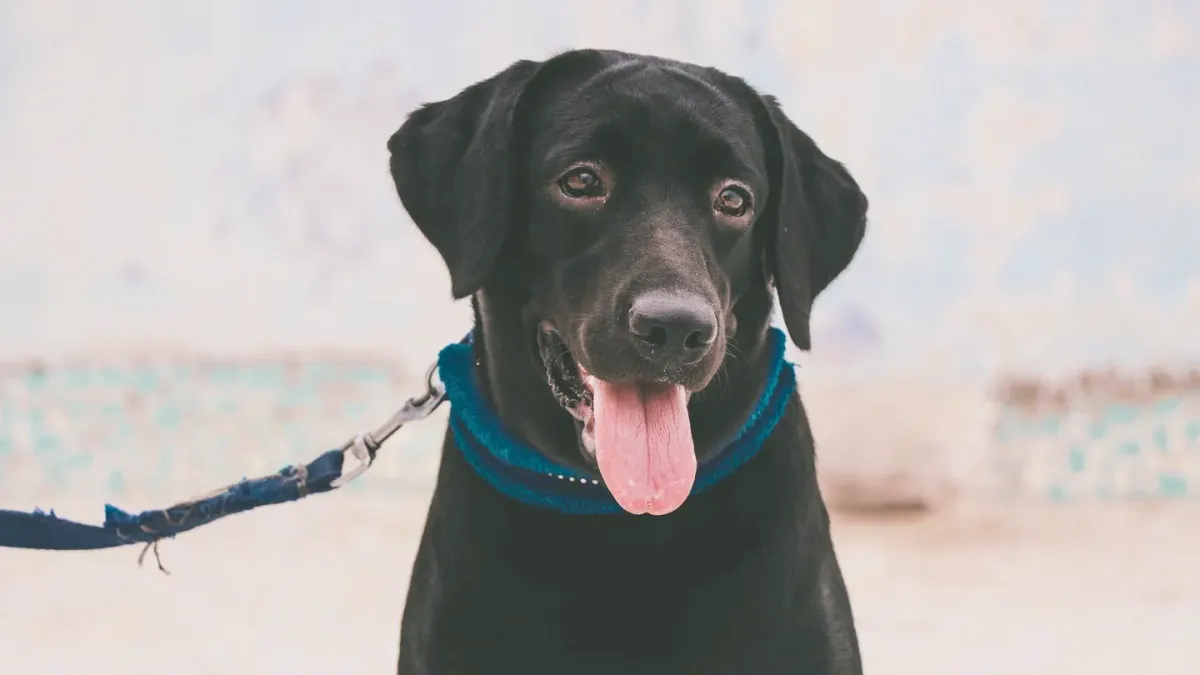 Labrador retriever outdoors