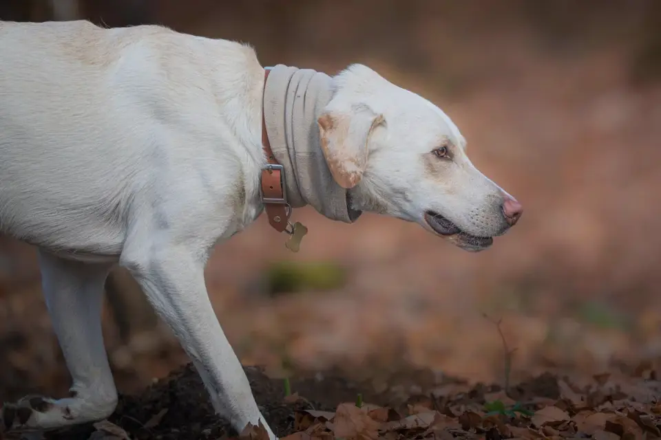 Labrador retriever outdoors