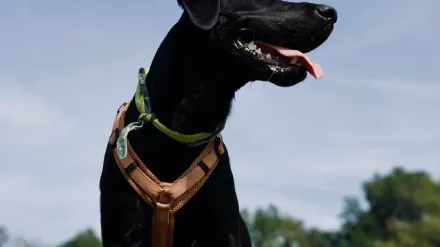 Labrador retriever outdoors