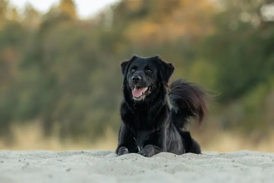Labrador retriever outdoors