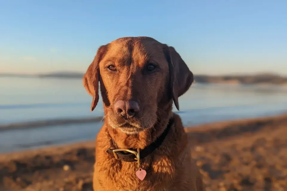 Labrador retriever outdoors