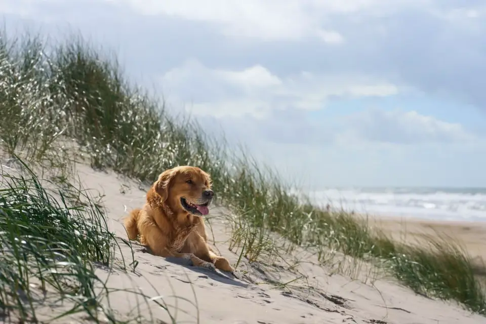 Labrador retriever outdoors