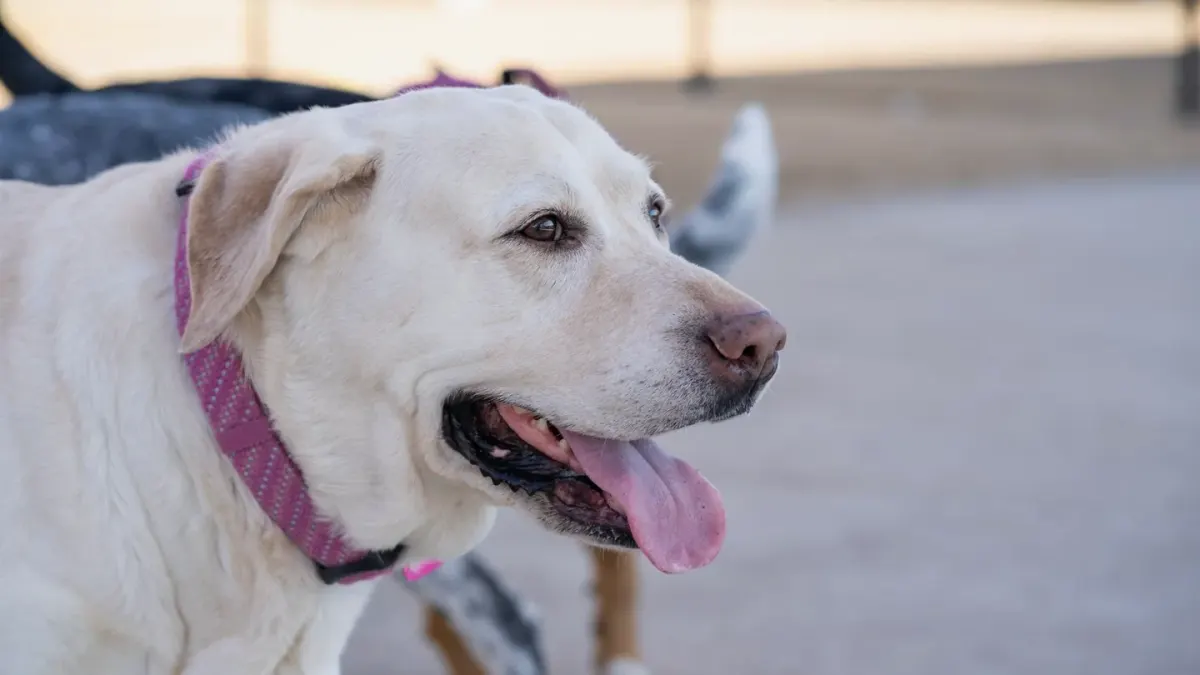 Labrador retriever outdoors