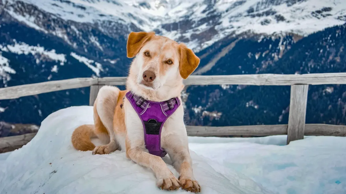 Labrador retriever outdoors