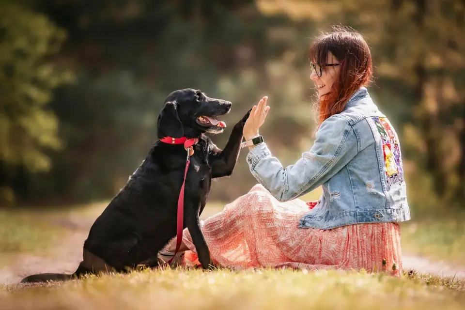 Labrador retriever outdoors