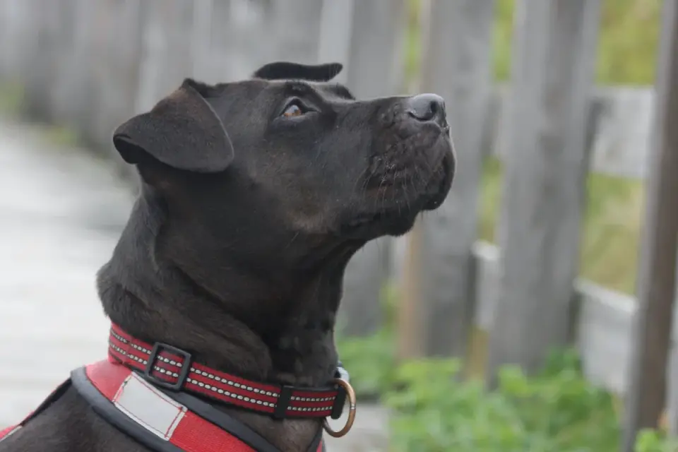 Labrador retriever outdoors