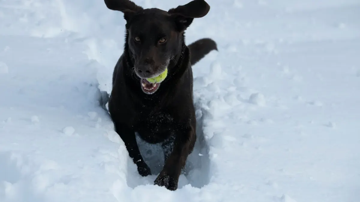 Labrador retriever outdoors