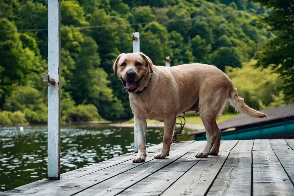 Labrador retriever outdoors