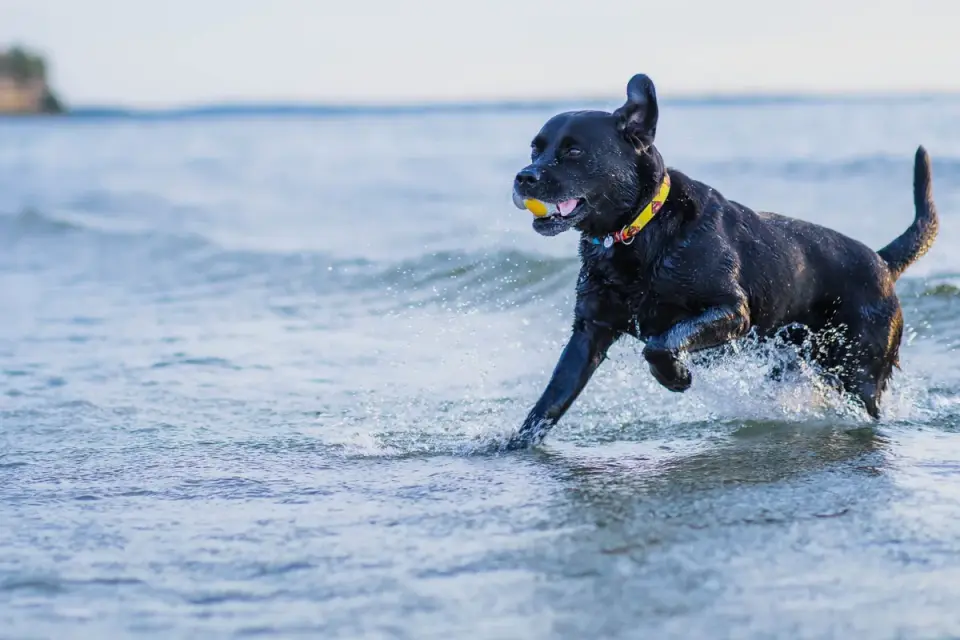Labrador retriever outdoors