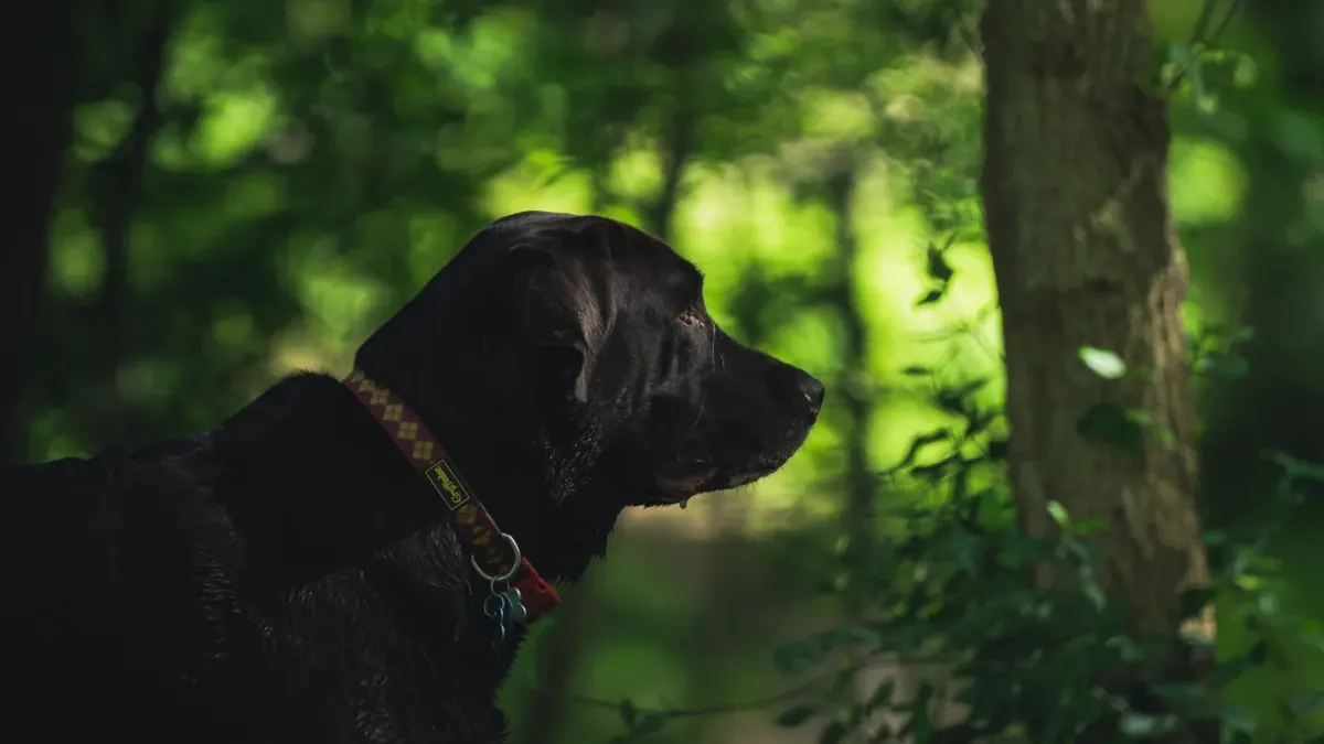 Labrador retriever outdoors