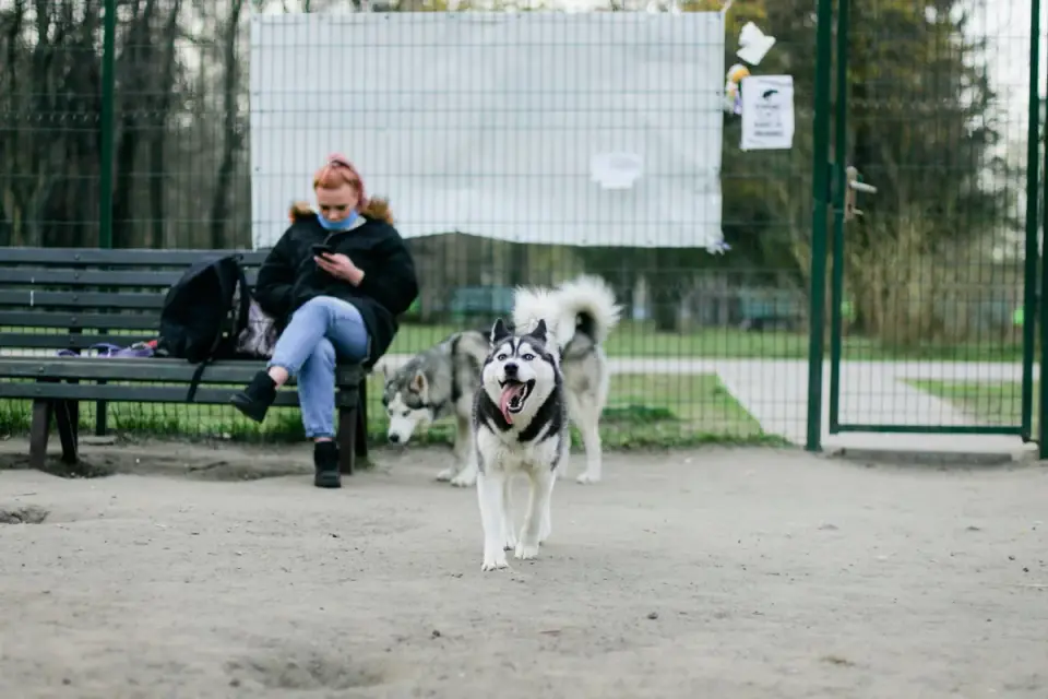 Older dog owner park