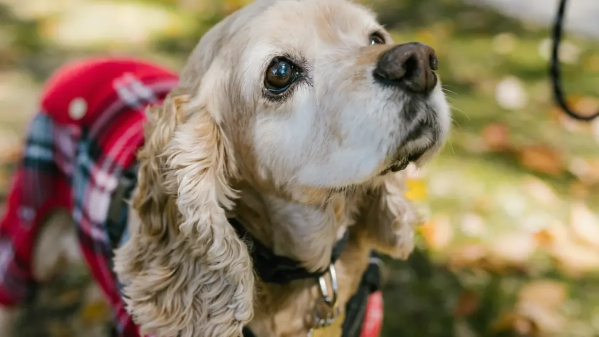 Older dog with an owner in a park