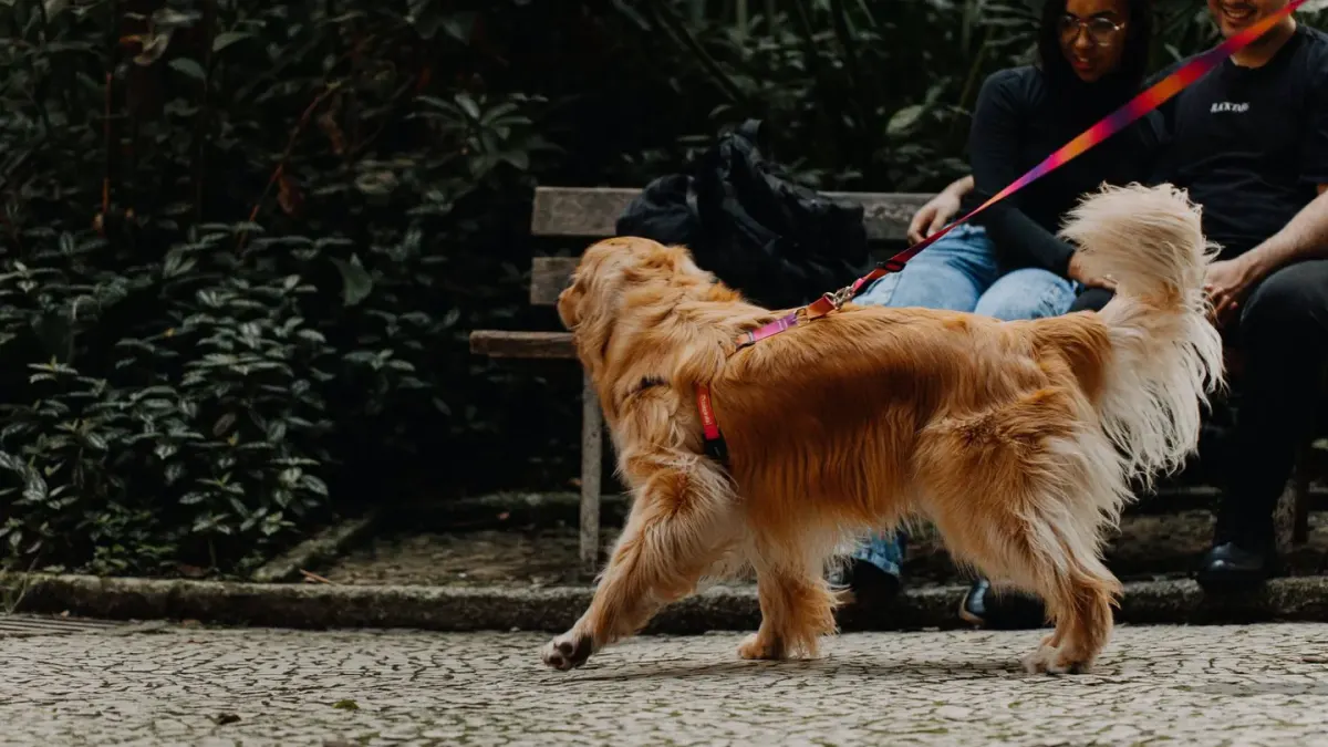 Older dog with an owner in a park