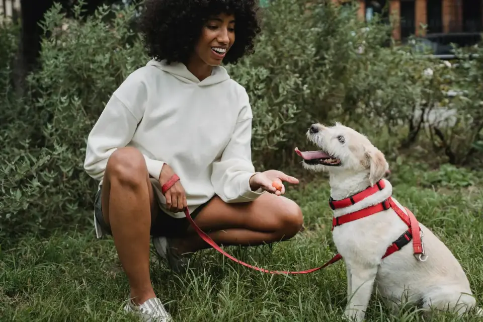 Older dog with an owner in a park