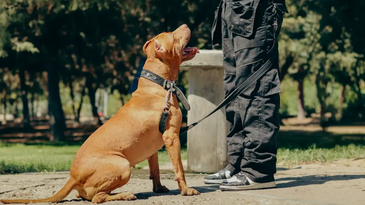 Older dog with an owner in a park