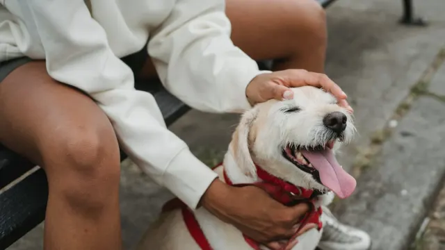 Older dog with an owner in a park