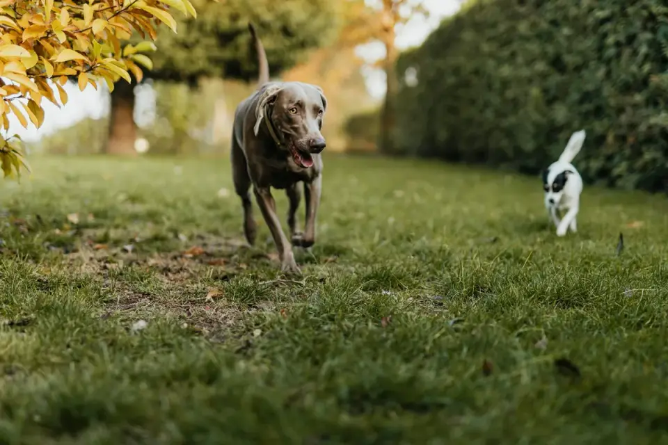 One dog rolling onto its back while a second dog stands over it during play