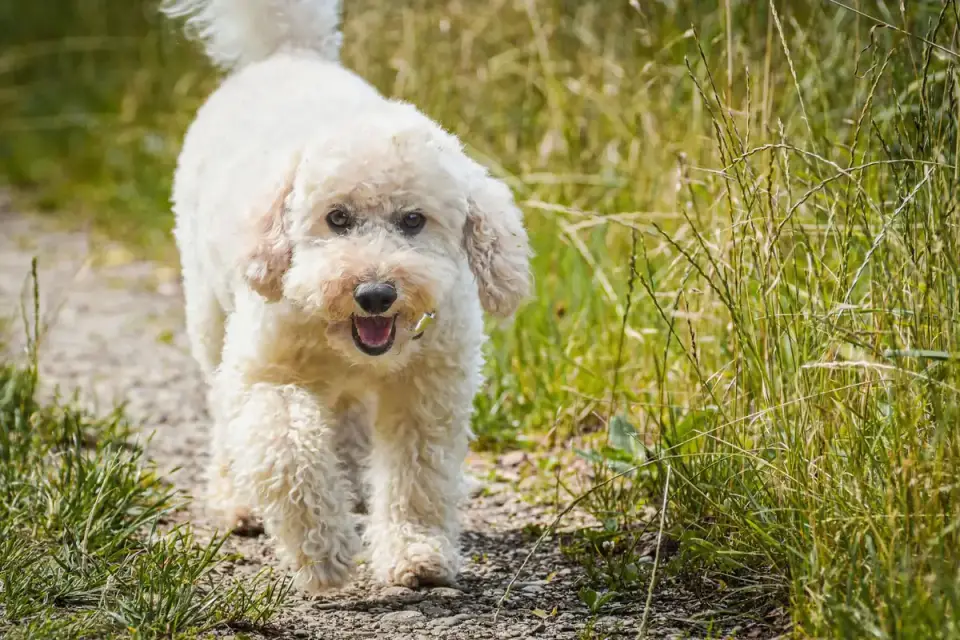 Poodle portrait