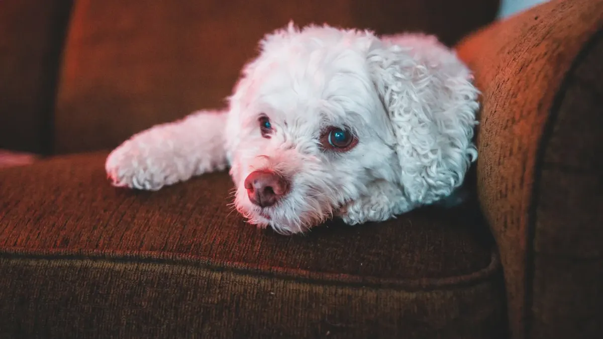 Poodle portrait