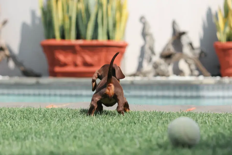 Puppy eating from a bowl