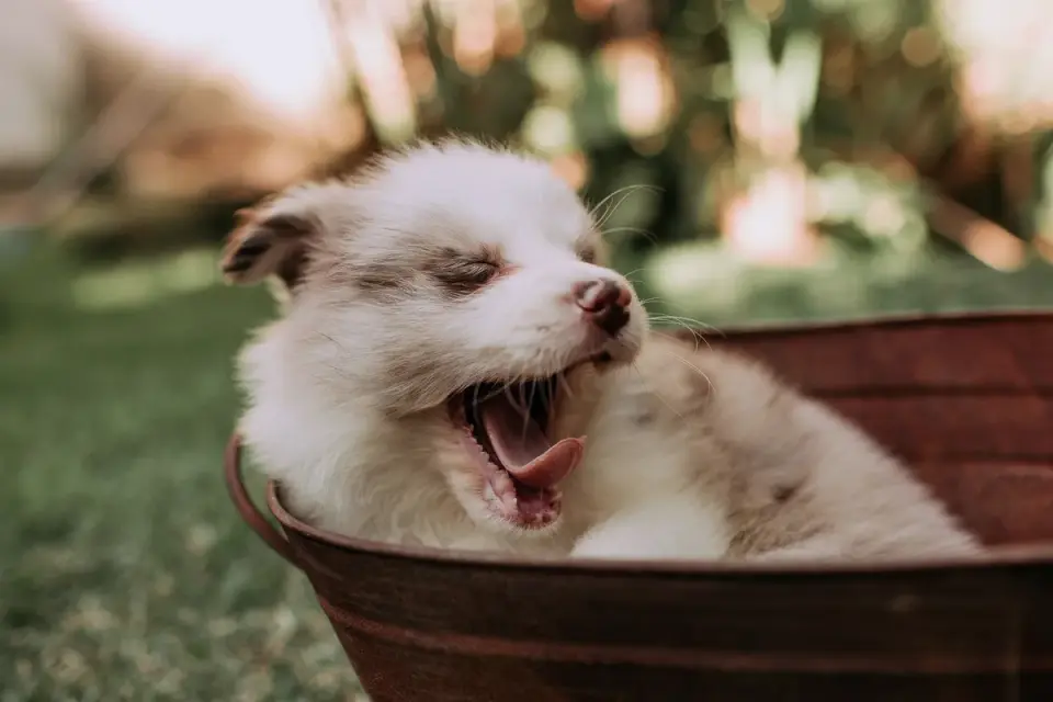 Puppy eating from a bowl