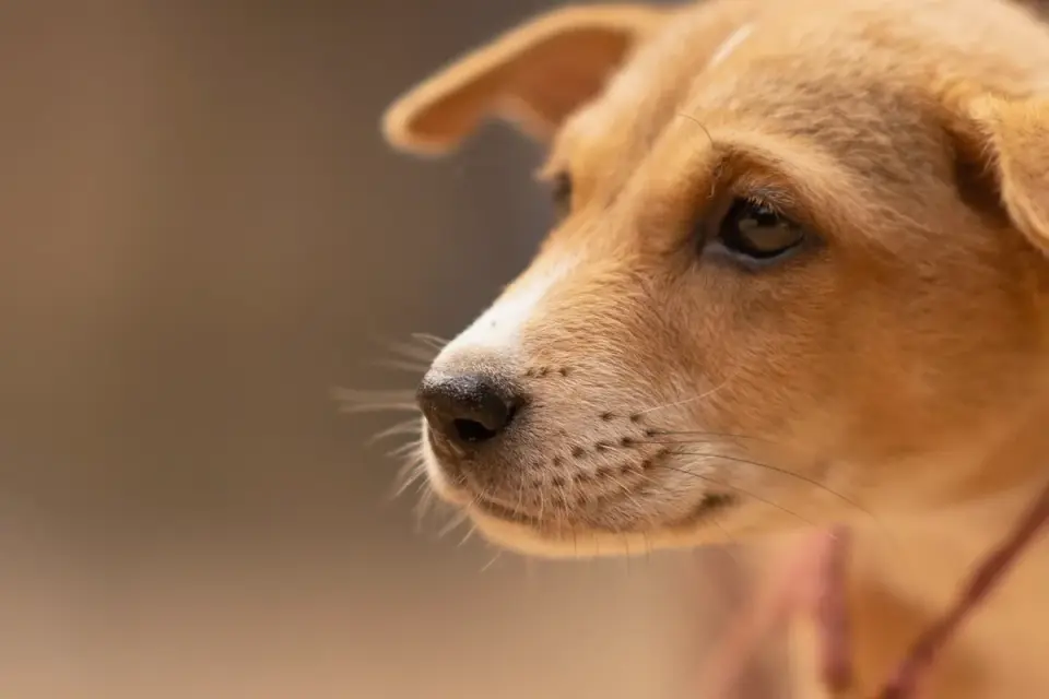 Puppy eating from a bowl