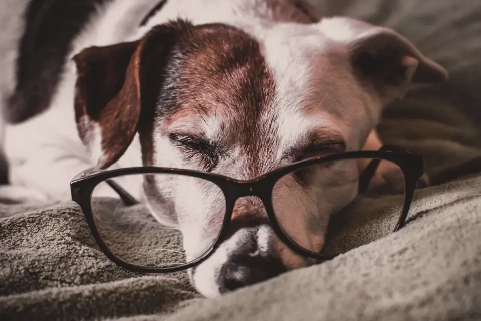 Senior dog resting at home