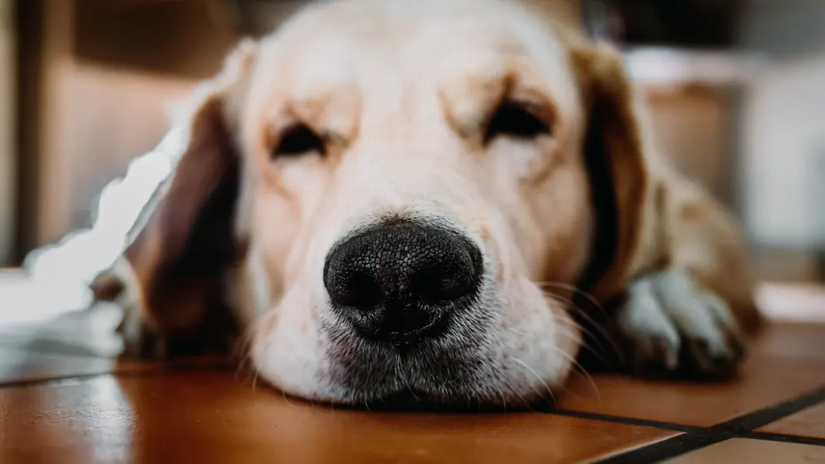Senior dog resting at home