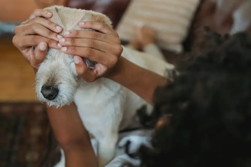 Senior dog resting at home