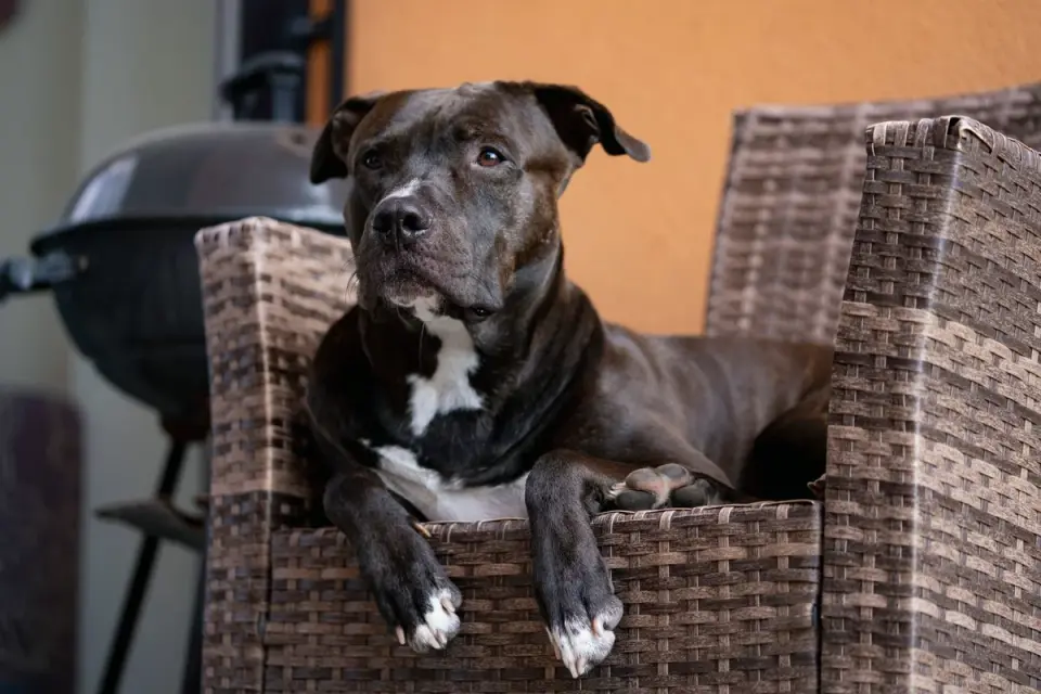 Senior dog resting at home