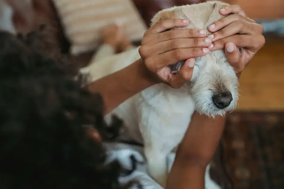 Senior dog resting at home