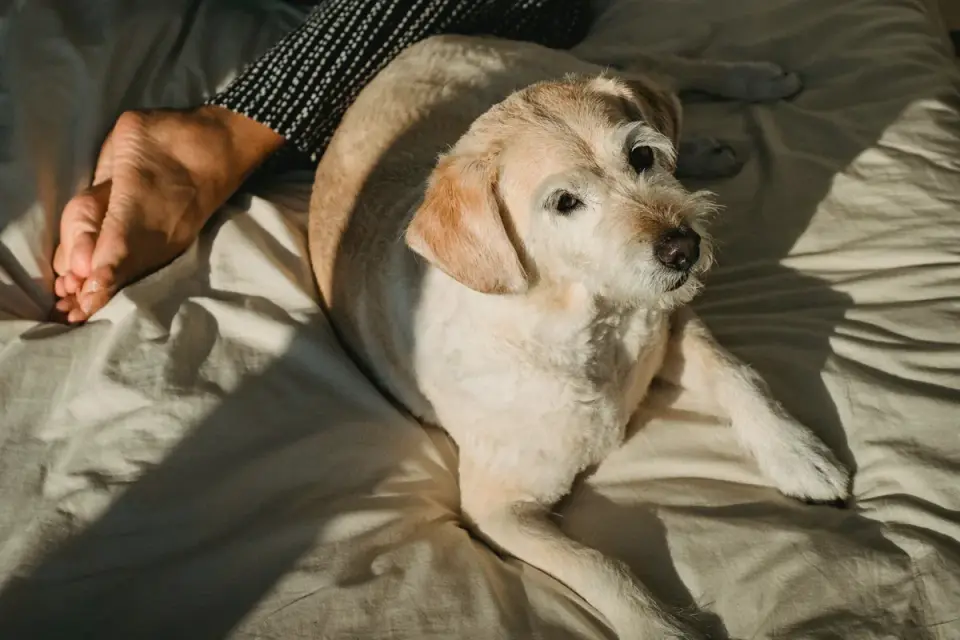 Senior dog resting at home