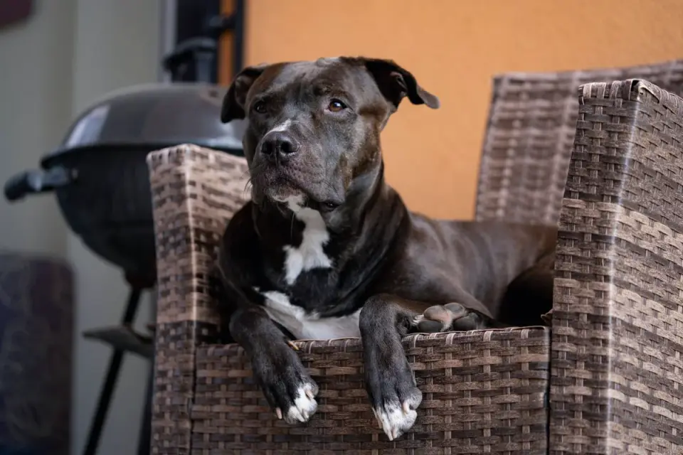 Senior dog resting at home